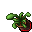 Flower Pot (Finger Snapper, Growing Dry)