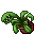 Flower Pot (Finger Snapper, Grown)