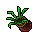 Flower Pot (Lizard Tongue, Growing)