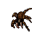tarantula